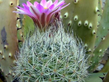 Gymnocactus begunii  (Web.) Backeberg, Cact. S. J. (US), XXIII: 5, 151., 1951